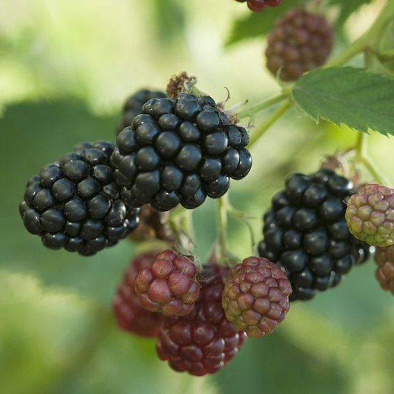 Blackberry 'Thornless Evergreen'