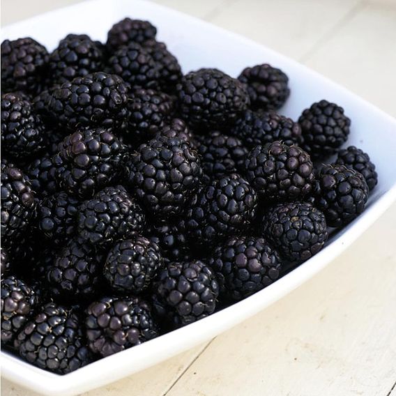 Blackberry 'Reuben'