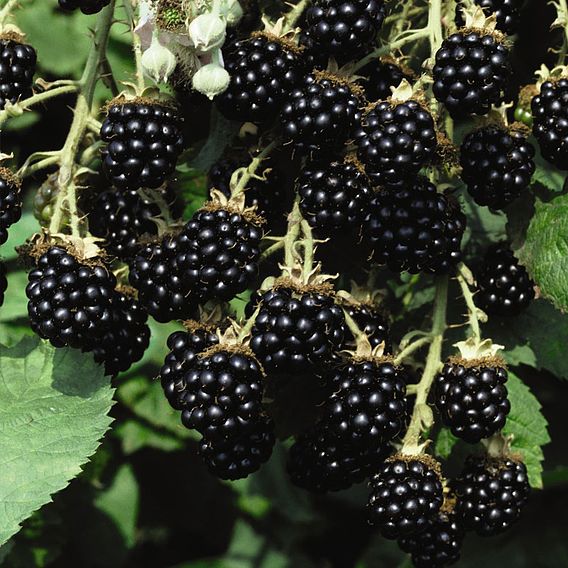 Blackberry 'Loch Ness'