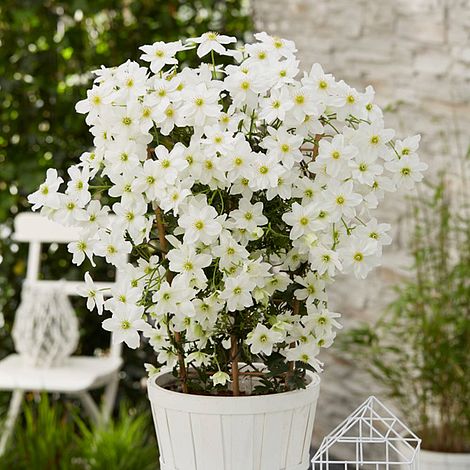 Clematis x cartmanii 'Avalanche'