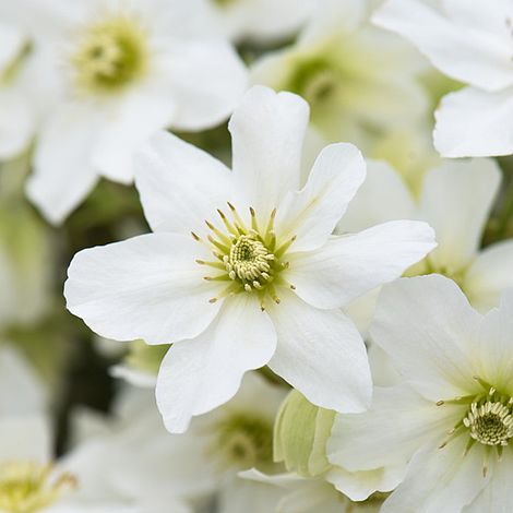 Clematis x cartmanii 'Avalanche'