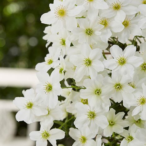 Clematis x cartmanii 'Avalanche'