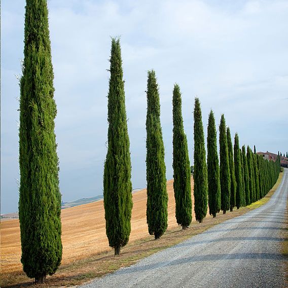 Italian Cypress