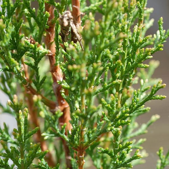 Italian Cypress