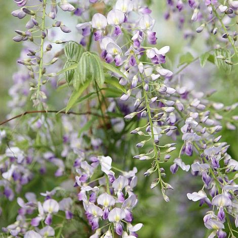 Wisteria sinensis 'Prolific'