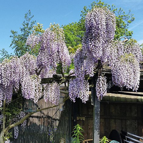 Wisteria sinensis 'Prolific'