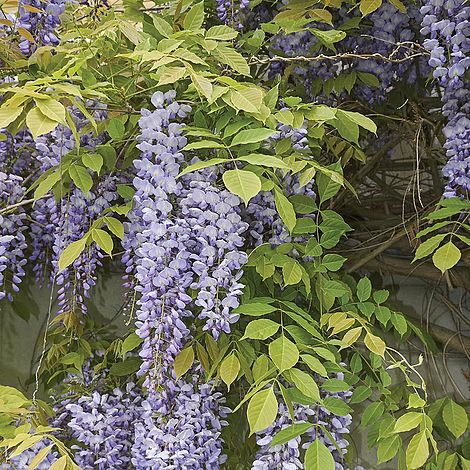 Wisteria sinensis 'Prolific'