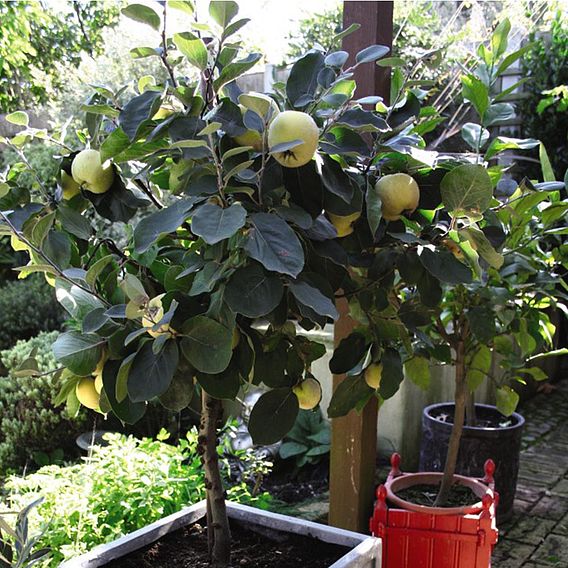 Quince 'Leskovac' (patio)