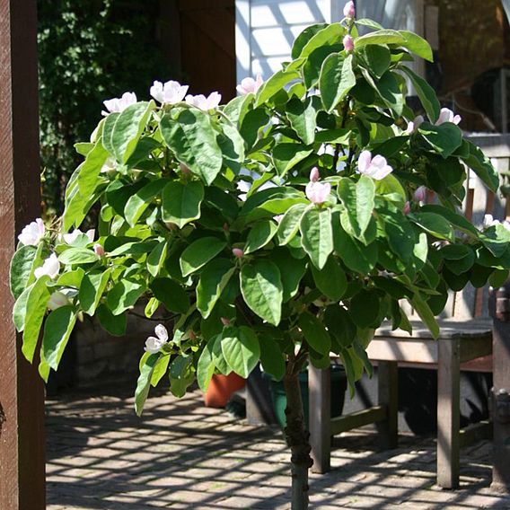 Quince 'Leskovac' (patio)