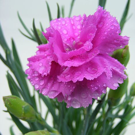 Dianthus 'Tickled Pink'