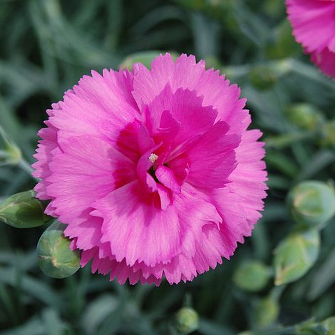 Dianthus 'Tickled Pink'