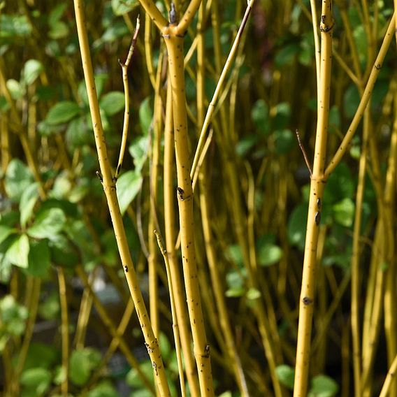 Cornus sericea 'Flaviramea' (Hedging)