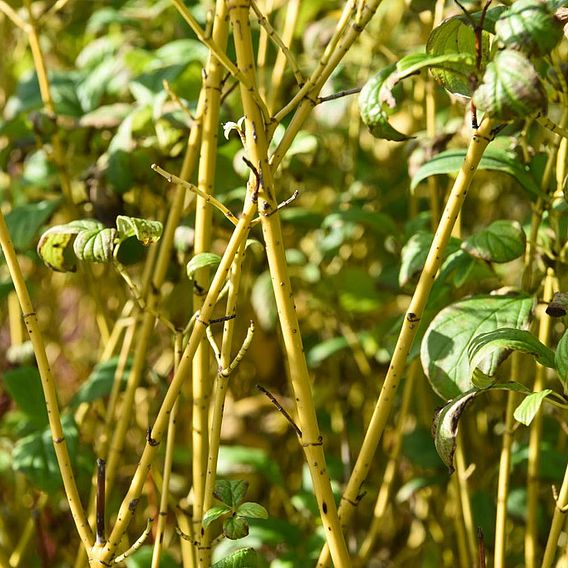 Cornus sericea 'Flaviramea' (Hedging)