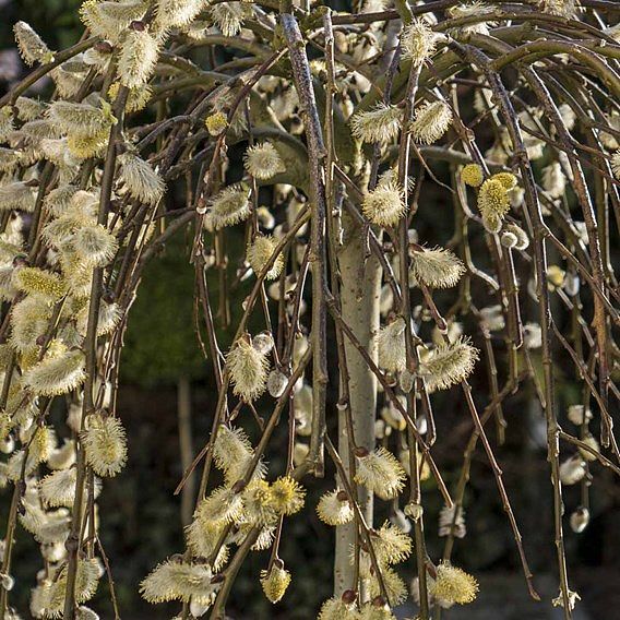 Salix caprea 'Kilmarnock'