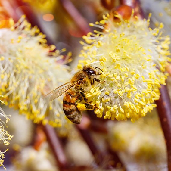 Salix caprea 'Kilmarnock'