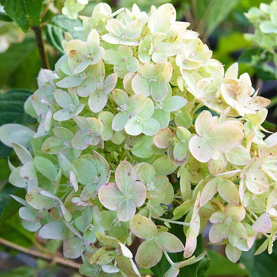 Hydrangea paniculata 'Little Lime'