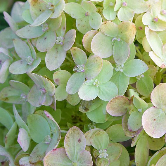 Hydrangea paniculata 'Little Lime'