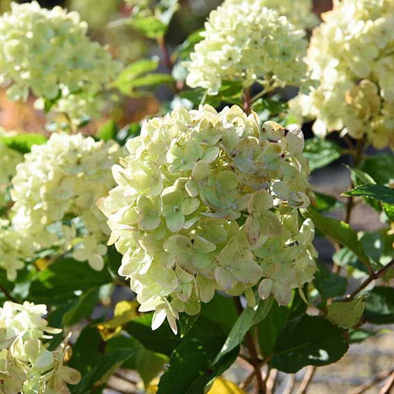 Hydrangea paniculata 'Little Lime'