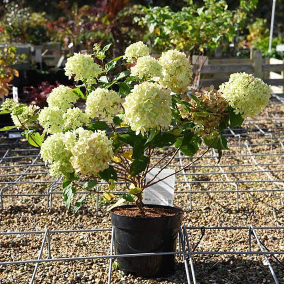 Hydrangea paniculata 'Little Lime'