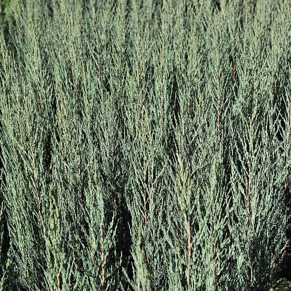 Juniperus scopulorum 'Blue Arrow'