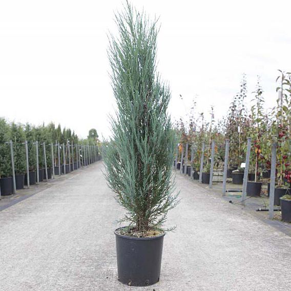 Juniperus scopulorum 'Blue Arrow'