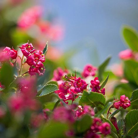 Escallonia Donard Seedling