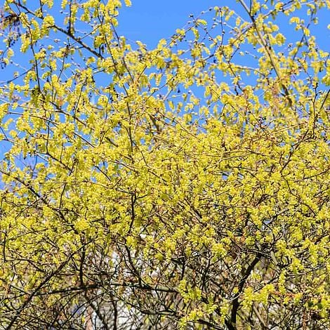 Corylopsis spicata