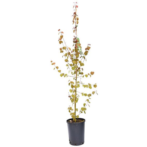 Cercidiphyllum Japonicum