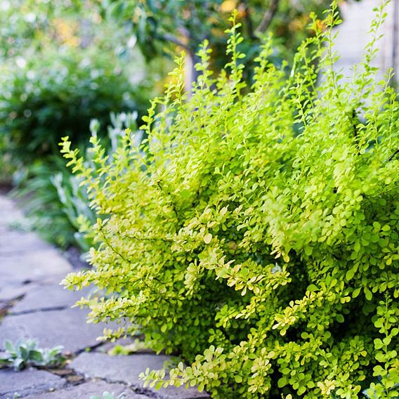 Berberis thunbergii (Hedging)