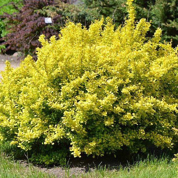 Berberis thunbergii