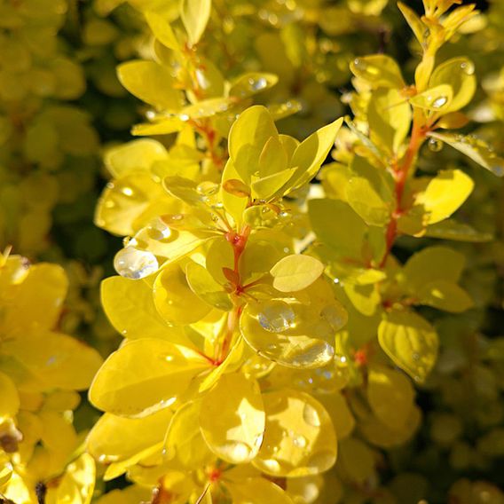 Berberis thunbergii (Hedging)