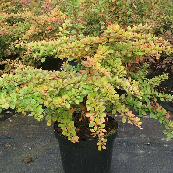 Berberis thunbergii (Hedging)
