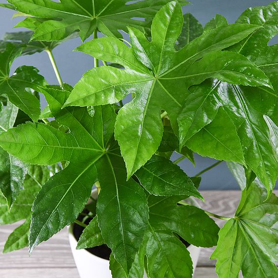 Fatsia japonica