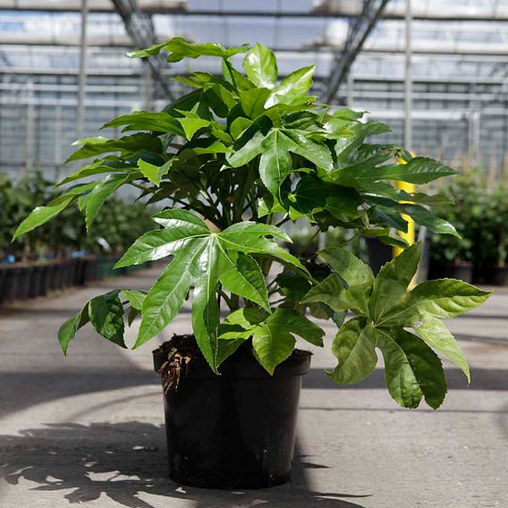 Fatsia japonica