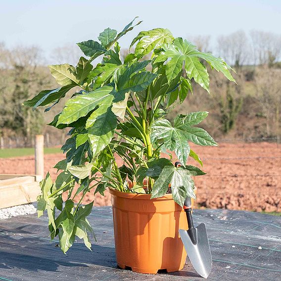 Fatsia japonica