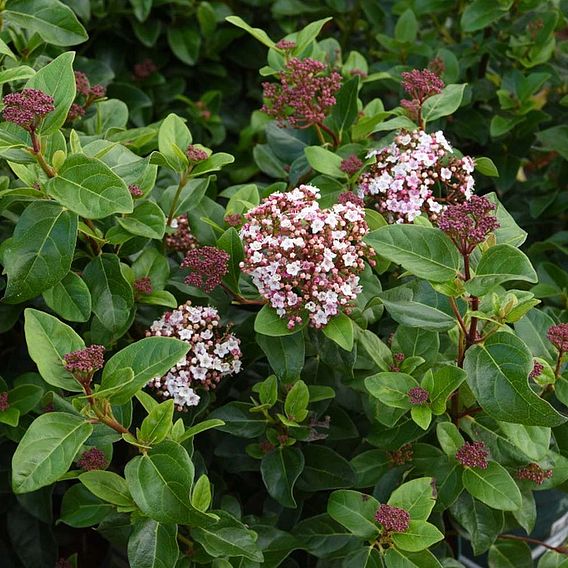 Viburnum tinus 'Lisarose'