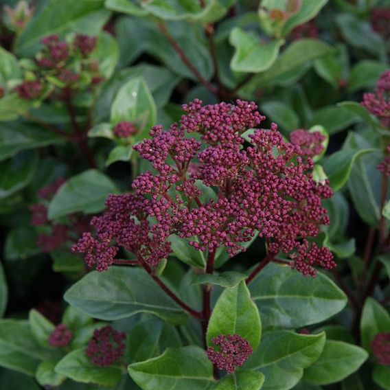 Viburnum tinus 'Lisarose'