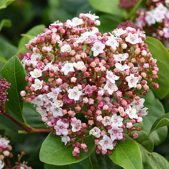 Viburnum tinus 'Lisarose'