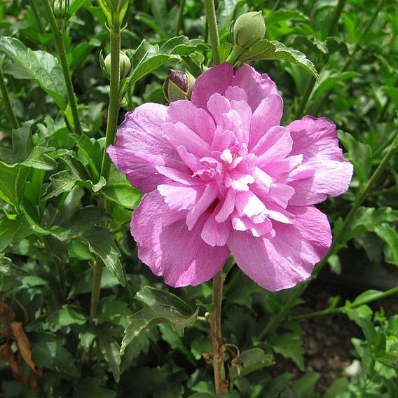 Hibiscus syriacus 'Purple Ruffles'