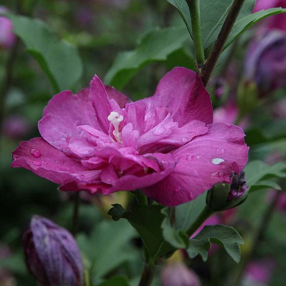 Hibiscus syriacus 'Purple Ruffles'