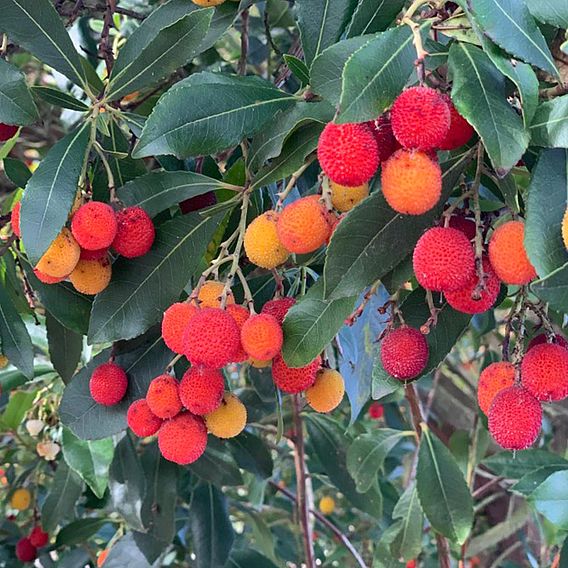 Arbutus unedo f. rubra