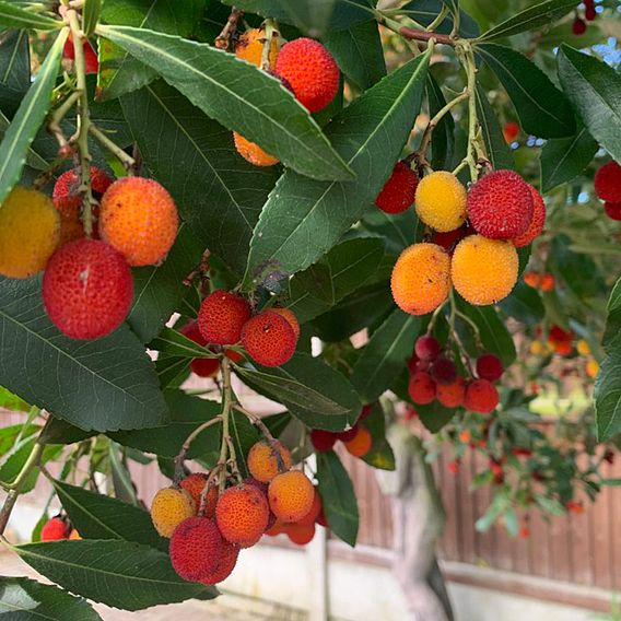 Arbutus unedo