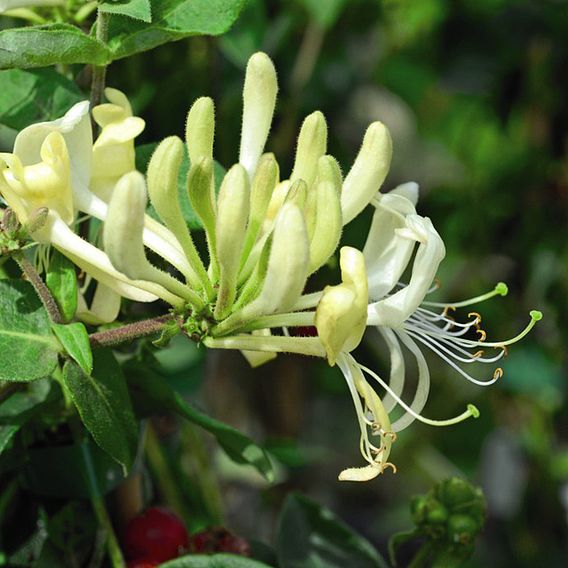 Honeysuckle 'Scentsation'