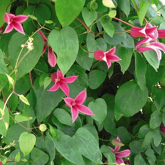 Clematis 'Princess Diana'