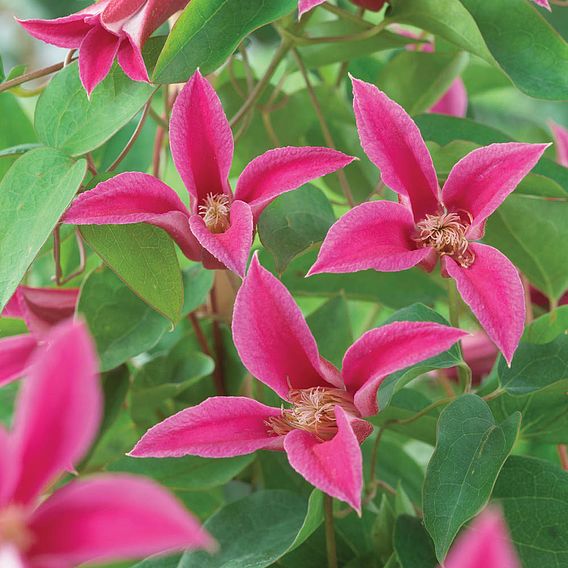 Clematis 'Princess Diana'