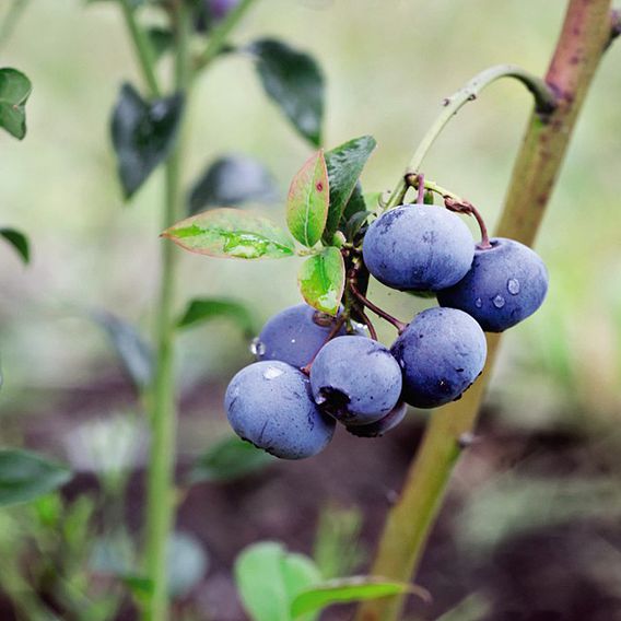 Blueberry 'Bluecrop'