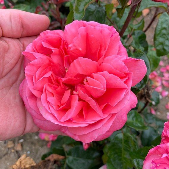 Rose 'Special Anniversary' (Hybrid Tea Rose)