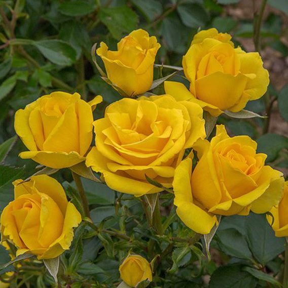 Rose 'Grandma's Rose' (Floribunda Rose) | Suttons