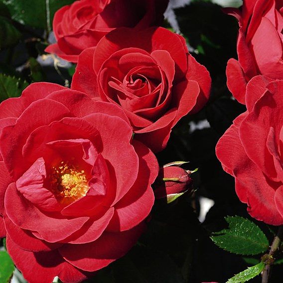 Rose 'Precious Ruby' (Floribunda Rose)