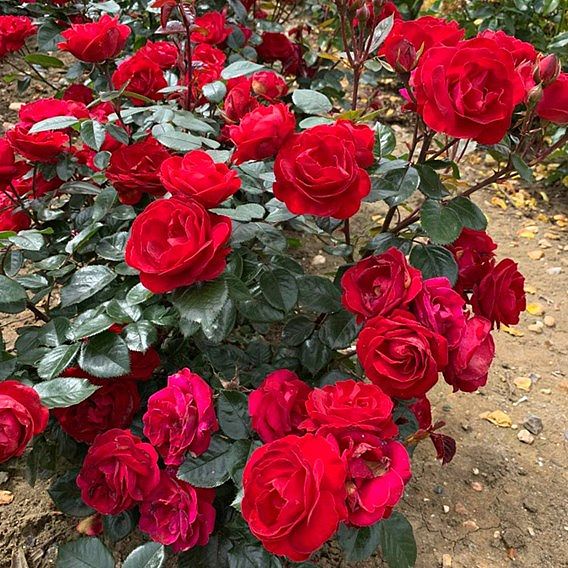 Rose 'Precious Ruby' (Floribunda Rose)